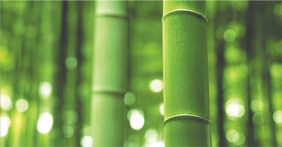 bamboo forest